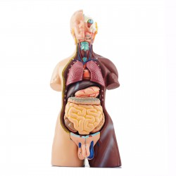 Narządy wewnętrzne - model anatomiczny - 48 cm