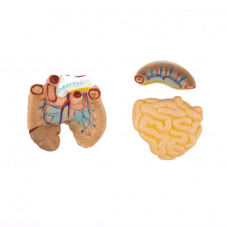 Internal organs - anatomic model - 48 cm