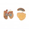 Internal organs - anatomic model - 48 cm