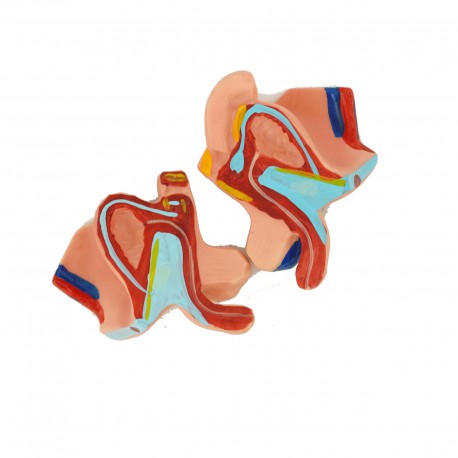 Internal organs - anatomic model - 48 cm