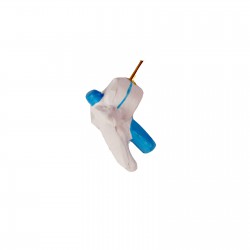 Narządy wewnętrzne - model anatomiczny - 48 cm