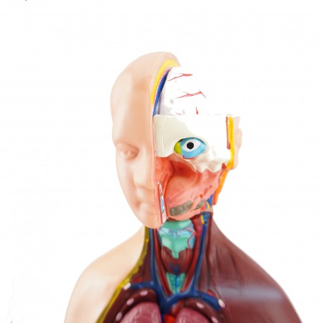 Internal organs - anatomic model - 48 cm