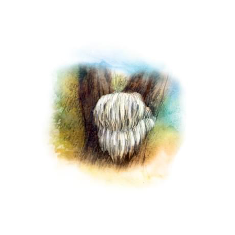 Hericium - Tincture - 031 - YaoMedica
