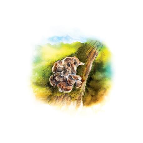 Maitake - Tincture - 032 - YaoMedica