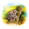 Maitake - Tincture - 032 - YaoMedica