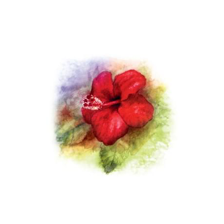 Qing Re Zhi Beng Tang - Tincture - 100 Red Flower - YaoMedica