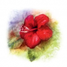 Nalewka Qing Re Zhi Beng Tang - 100 Czerwony kwiat - YaoMedica