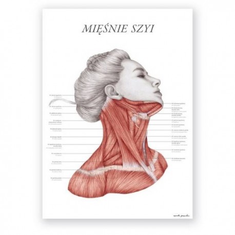 Anatomical poster - neck muscles - 50 x 70 cm
