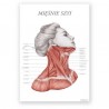 Plakat anatomiczny - mięśnie szyi - 50 x 70 cm