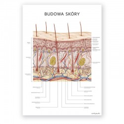 Plakat anatomiczny - budowa skóry - 50 x 70 cm