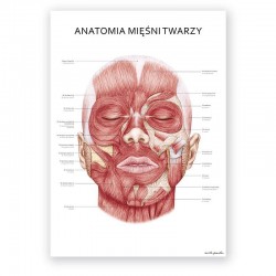 Anatomical poster - face...