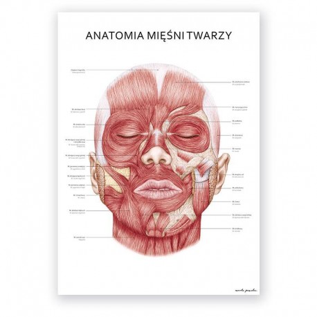 Plakat anatomiczny - mięśnie twarzy - 50 x 70 cm