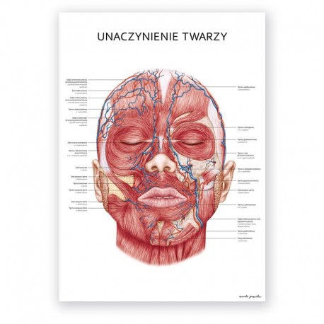 Plakat anatomiczny - unaczynienie twarzy - 50 x 70 cm