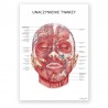 Anatomical poster - facial vasculature - 50 x 70 cm