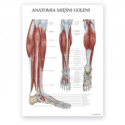 Anatomical poster - shin...