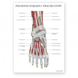 Anatomical poster - feet...
