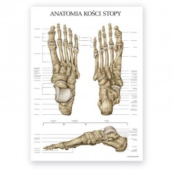 Anatomical poster - feet...