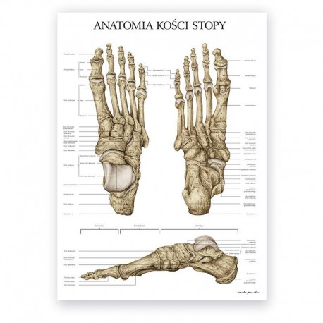 Plakat anatomiczny - kości stopy - 50 x 70 cm