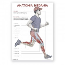 Anatomical poster - running...