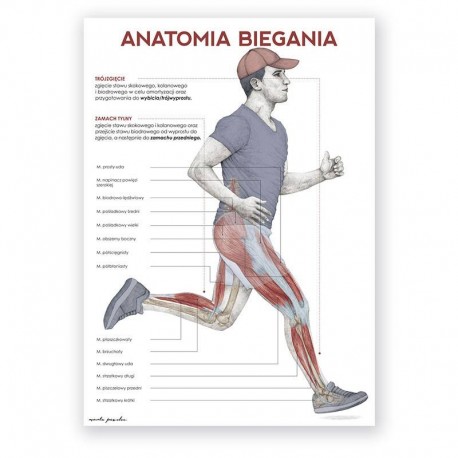Plakat anatomiczny - anatomia biegania - 50 x 70 cm