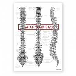 Anatomical poster - spine -...