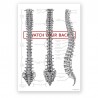 Anatomical poster - spine - 50 x 70 cm