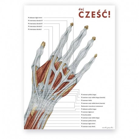 Plakat anatomiczny - anatomia ręki - 50 x 70 cm
