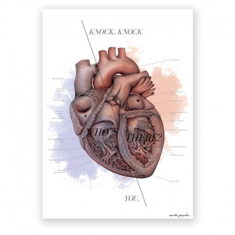 Plakat anatomiczny - budowa serca - 50 x 70 cm