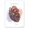 Anatomical Heart poster - 50 x 70 cm