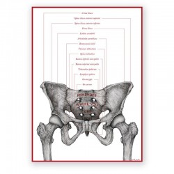 Anatomical poster - female...
