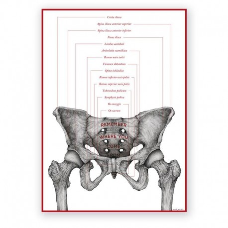 Plakat anatomiczny - miednica żeńska - 50 x 70 cm