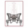 Plakat anatomiczny - miednica żeńska - 50 x 70 cm