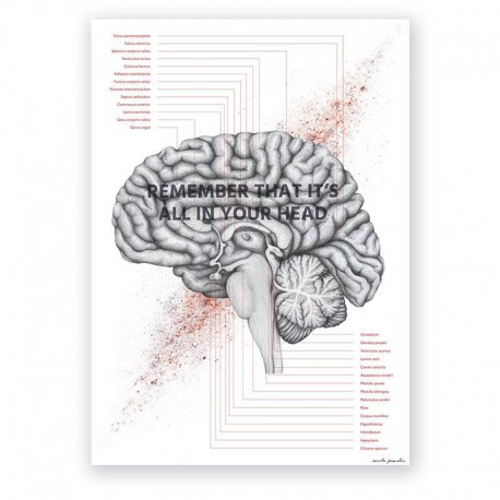Plakat anatomiczny - przekrój mózgu - 50 x 70 cm