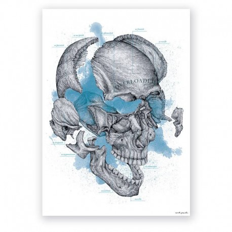 Plakat dekoracyjny - czaszka - 50 x 70 cm
