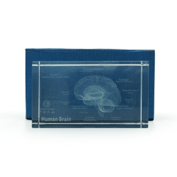 Model mózgu 3D w szkle - 10 cm - ZYTH