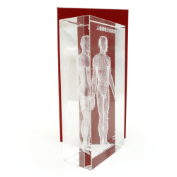 Model akupunkturowy człowieka 3D w szkle - 20 cm - ZYTH