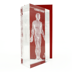 Model akupunkturowy człowieka 3D w szkle - 20 cm - ZYTH