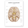 Anatomical poster - cranial nerves - 50 x 70 cm