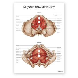 Anatomical Poster - Pelvic...