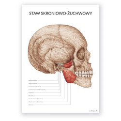 Plakat anatomiczny - staw...