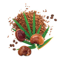 MycoLatte - kawa rozpuszczalna wzbogacona Reishi - MycoMedica