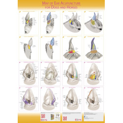 Map of ear acupuncture for Dogs and Horses - PLAKAT - 60X85 cm
