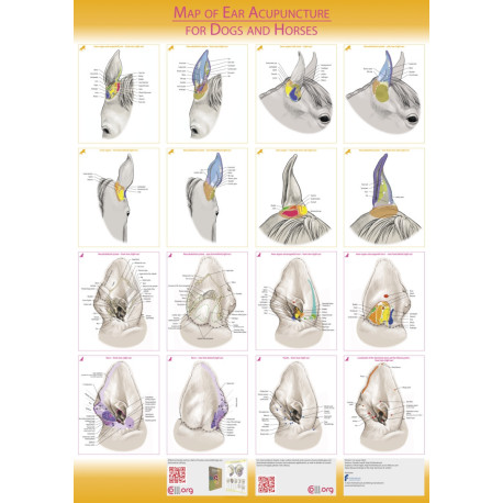 Map of ear acupuncture for Dogs and Horses - PLAKAT - 60X85 cm