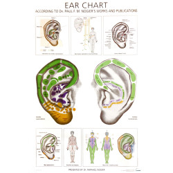 Ear chart - PLAKAT - 40X60 cm