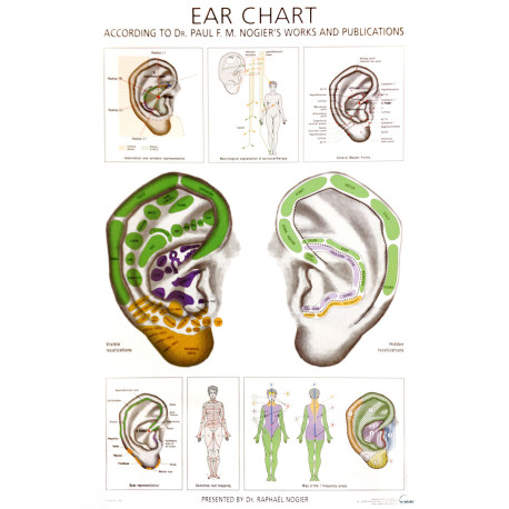 Ear chart - PLAKAT - 40X60 cm