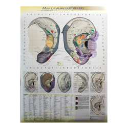 Map of auriculotherapy - According to P. Nogier and R. Bourdiol - PLAKAT - 60X85 cm