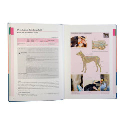 Laser Therapy and laser puncture in dogs and cats