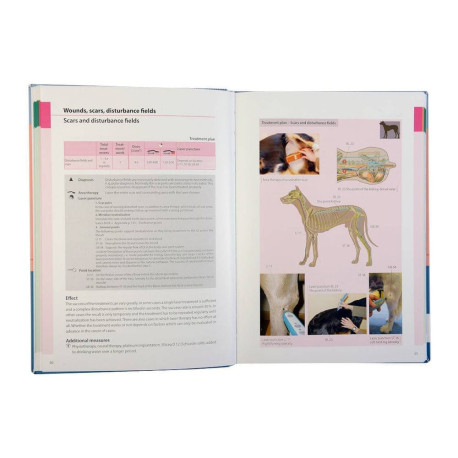 Laser Therapy and laser puncture in dogs and cats