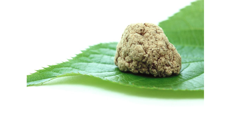 Moksa - nieznane fakty dotyczące liści bylicy